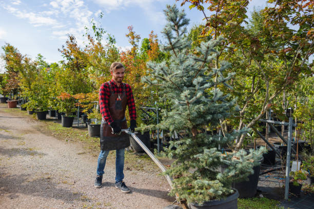 Best Fruit Tree Pruning  in Kingstowne, VA